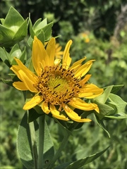 Silphium integrifolium laeve