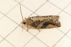 Proteoteras crescentana