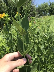 Silphium integrifolium laeve