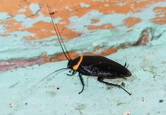 Hemithyrsocera palliata