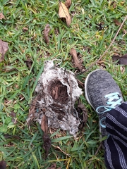 Pyrocephalus rubinus