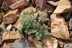 Cymopterus aboriginum