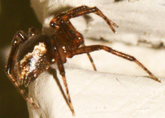 Euryopis funebris