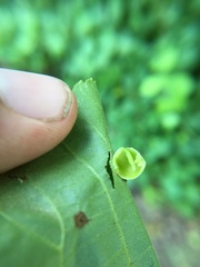 Caryomyia glauciglobus