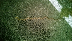 Bogertophis subocularis subocularis