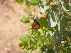 Euphydryas chalcedona chalcedona
