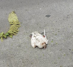 Columba livia domestica