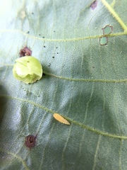 Caryomyia glauciglobus
