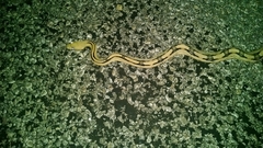 Bogertophis subocularis subocularis