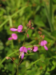 Desmodium molliculum