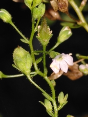 Veronica anagalloides