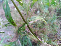 Veronica anagalloides