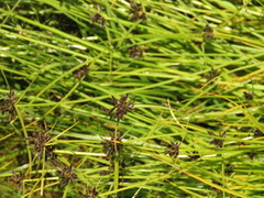 Cyperus niger