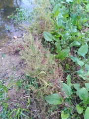 Veronica anagalloides