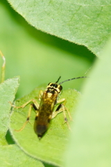 Tenthredo verticalis