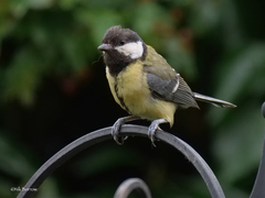 Parus major newtoni