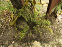 Asplenium praemorsum