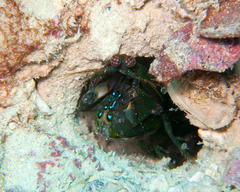 Pseudosquilla ciliata