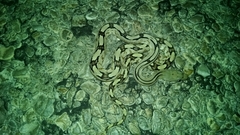 Bogertophis subocularis subocularis