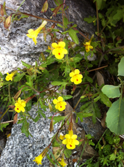 Erythranthe laciniata