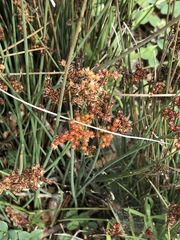 Juncus inflexus