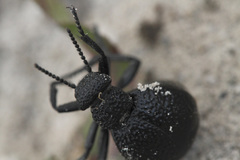 Meloe tuccius
