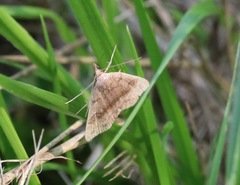Phalaenostola eumelusalis