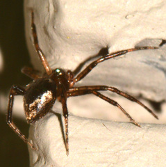 Euryopis funebris