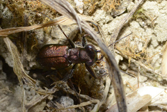 Cylindera germanica