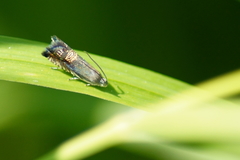 Grapholita angleseana