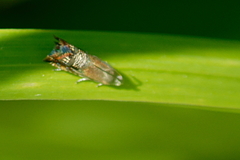 Grapholita angleseana