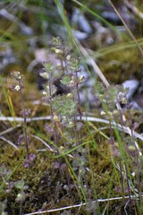 Euphrasia subarctica