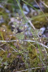 Euphrasia subarctica