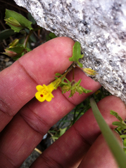 Erythranthe laciniata