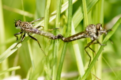 Machimus notatus