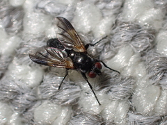 Paykullia maculata