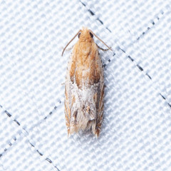 Ancylis comptana