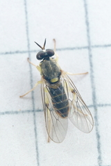 Solva pallipes