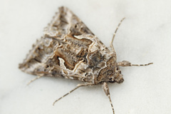 Cornutiplusia circumflexa