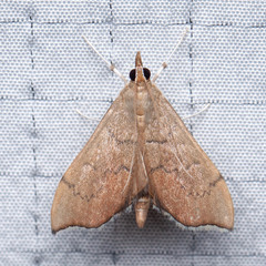 Sericoplaga externalis