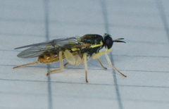 Solva pallipes