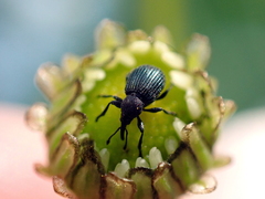 Omphalapion hookerorum