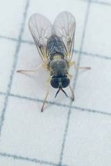 Solva pallipes