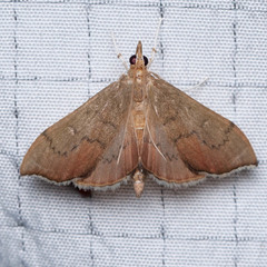 Sericoplaga externalis
