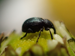 Omphalapion hookerorum