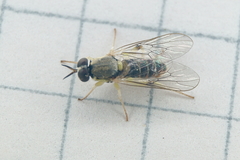 Solva pallipes