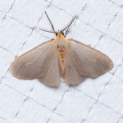 Pagara simplex