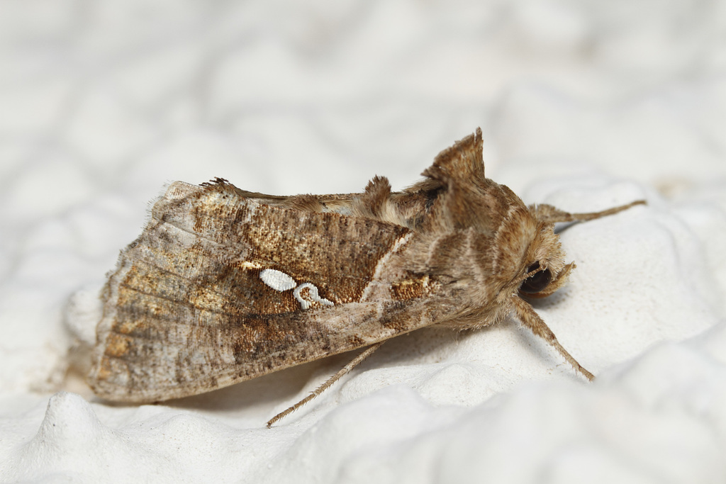 Tomato Looper (Lepidoptera (butterflies and moths) of the British ...