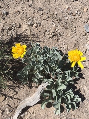 Enceliopsis nudicaulis