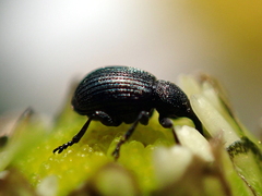 Omphalapion hookerorum